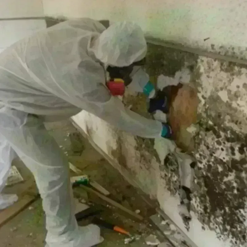 Best Mold Remediation and Removal Service in Rye, NH